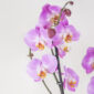 Orchid Elegance