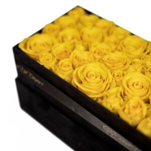 pristine-slender-brighton